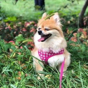 Meet your Posher, Duyen